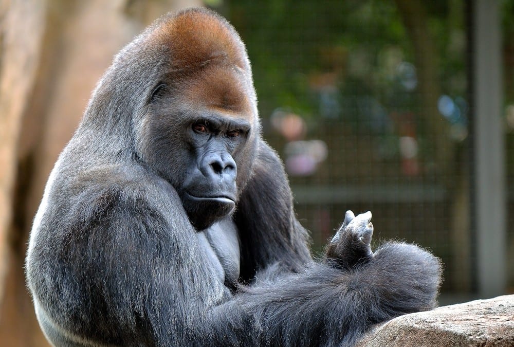 CLASS ACTION WAIVERS:  THE GORILLA IS LOOSE.